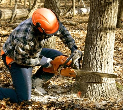 Tree Removal in Round Pond, ME